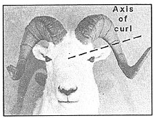 Image showing the angle of the axis of full curl