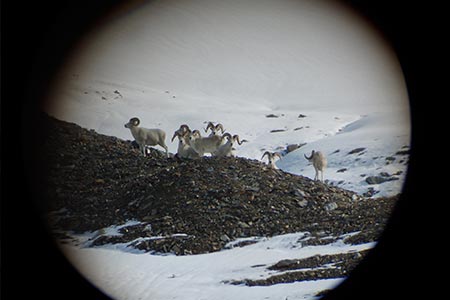 Sheep seen through scope of rifle