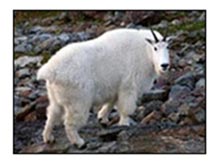 Adult female mountain goat
