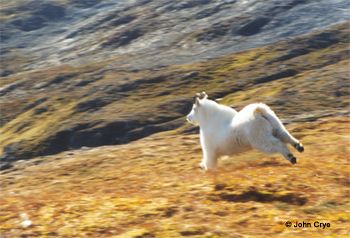 mountain goat running