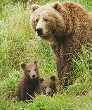 Sow and two cubs - defensive bear