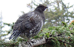 Photo of a sooty grouse