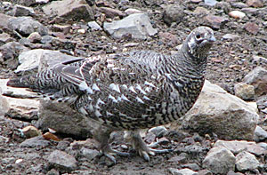 Photo of a spruce grouse