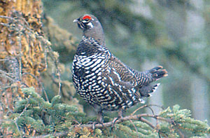 Photo of a spruce grouse.