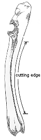 Diagram of a "Cannon" bone