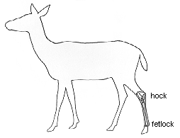 Diagram showing location of "cannon" bone