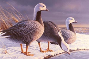 Painting of emperor geese