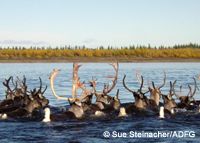Caribou migration in Alaska.