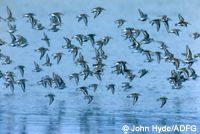 bird migration on the tundra