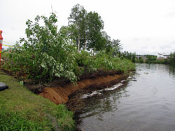 Photo of a stream bank
