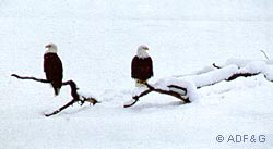 Chilkat River eagles