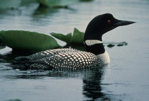 Common Loon - Alaska Department of Fish and Game (ADFG)