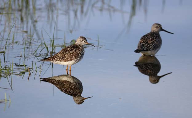 Loons, Grebes