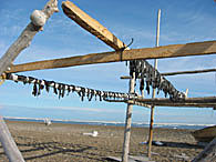 Seal meat drying