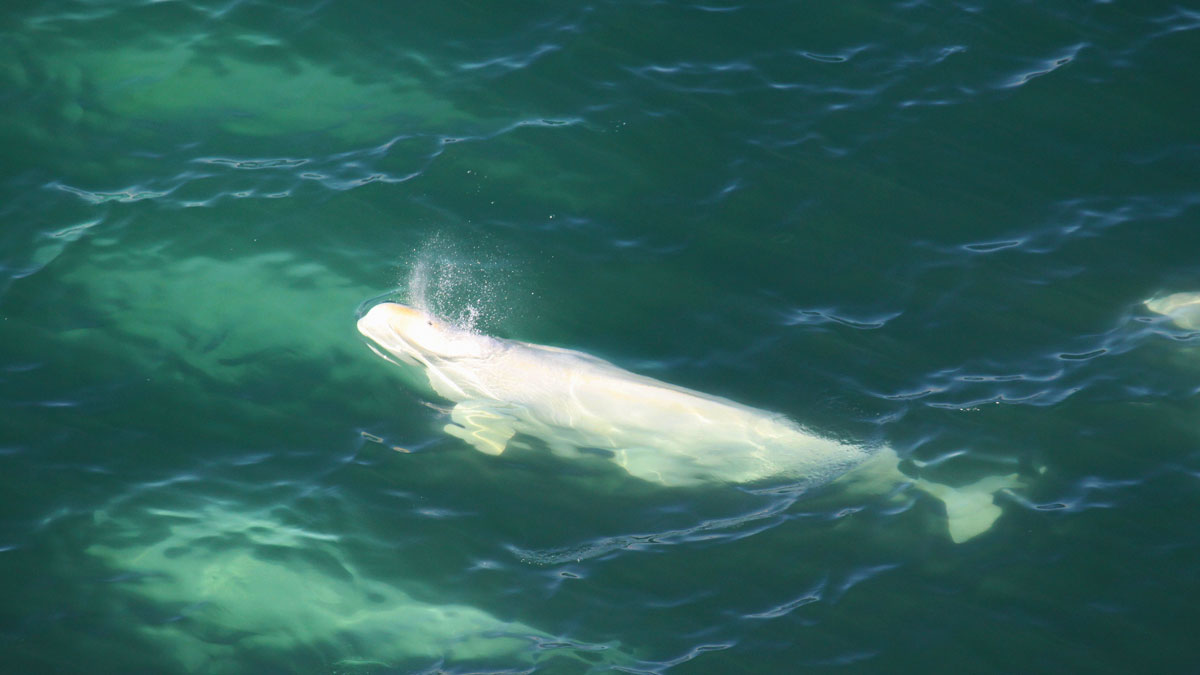 Beluga Whale Research