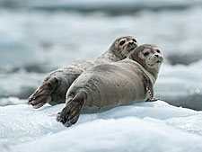 Two seals lying on the ice