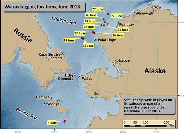 Walrus Tagging Locations June 2013