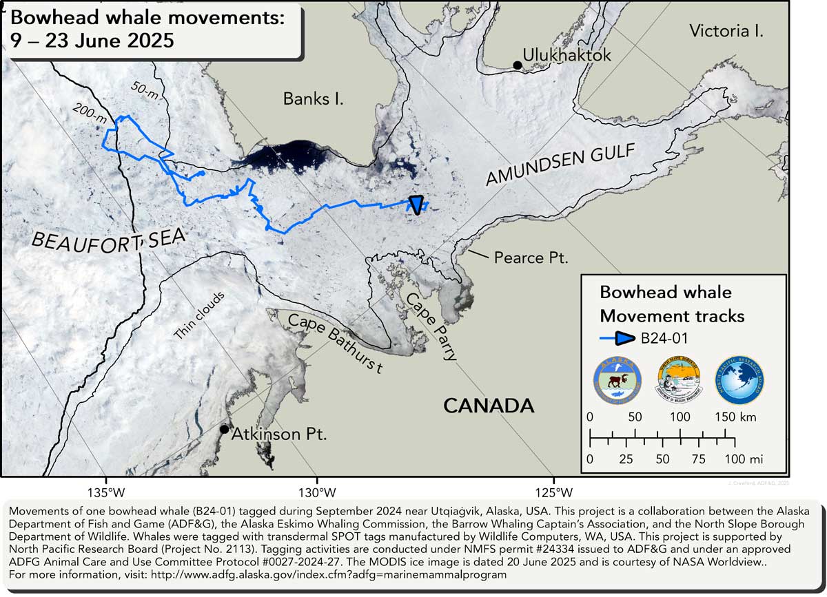 Map tracking bowhead whale movements between 06/09/2025 – 06/23/2025