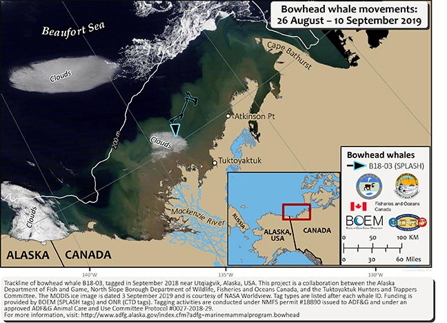 Map tracking bowhead whale movements between 08/26/2019 – 09/10/2019