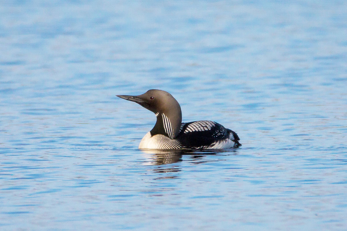 Pacific Loon. Picture by Jim Dau Pacific Loon. Picture by Jim Dau - Alaska Department of Fish and Game (ADFG)