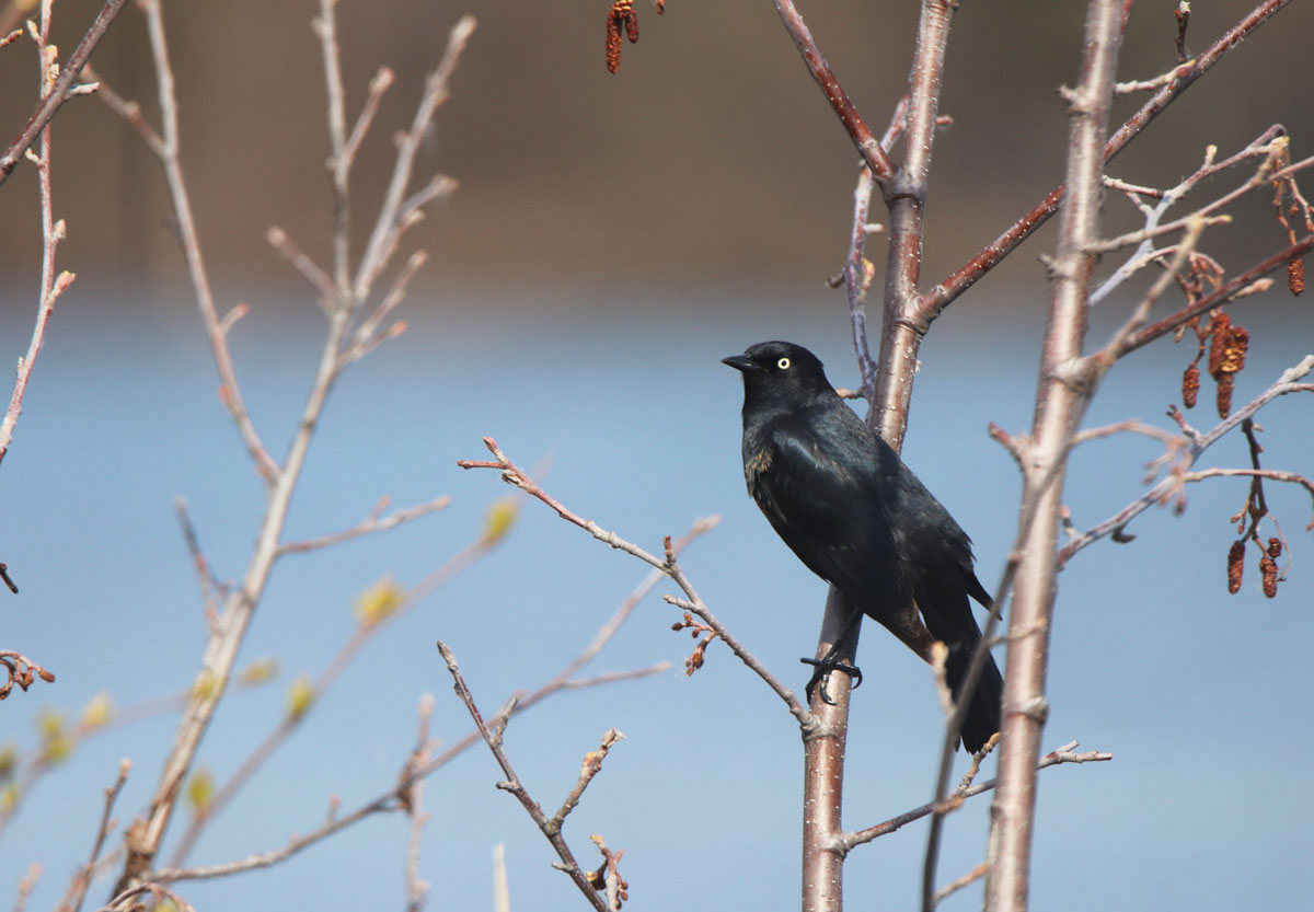 Rusty Blackbird. Picture by Arin Underwood, ADF&G Rusty Blackbird. Picture by Arin Underwood, ADF&G - Alaska Department of Fish and Game (ADFG)
