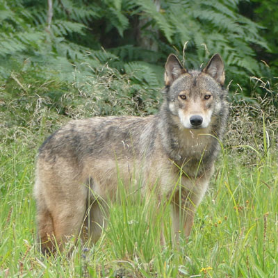 Alexander Archipelago Wolf