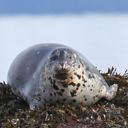 Iliamna Lake Seal