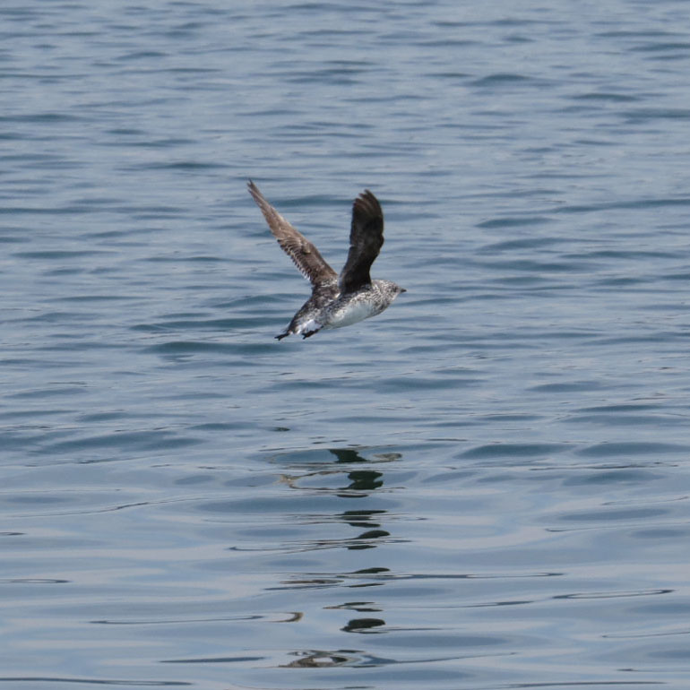 Kittlitz's Murrelet