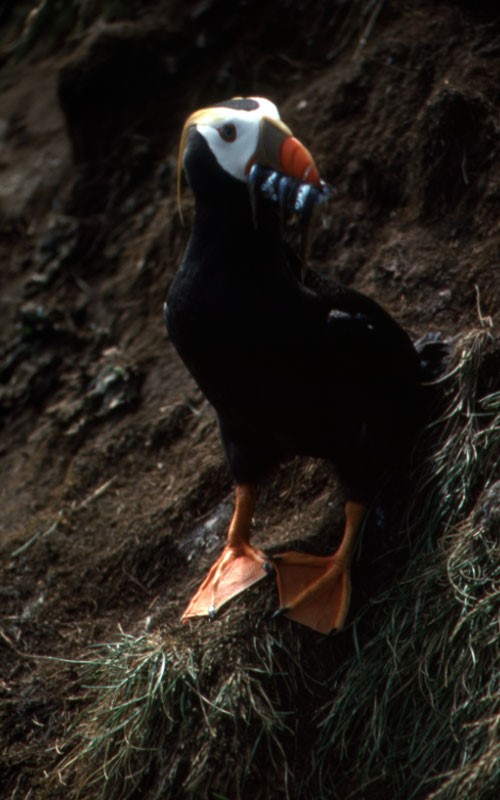 Tufted Puffin - Credits John Hydet - Alaska Department of Fish and Game (ADFG)