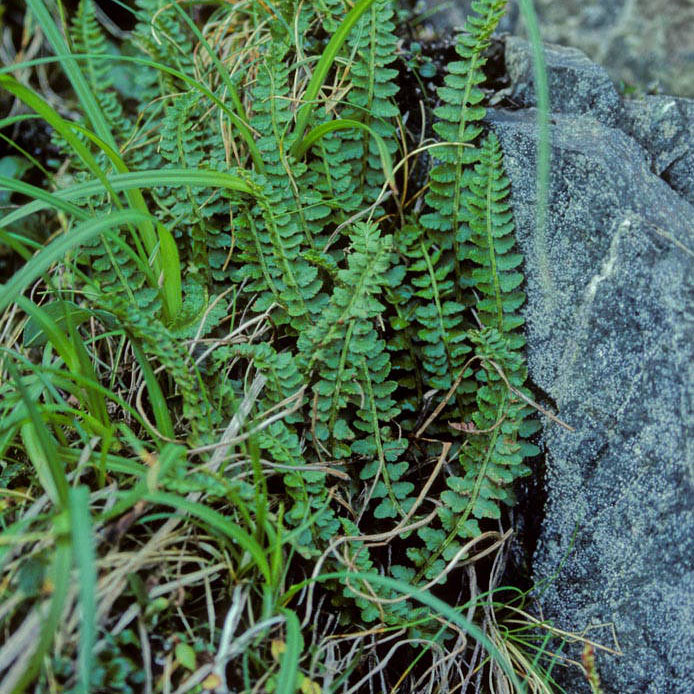 Aleutian Shield Fern