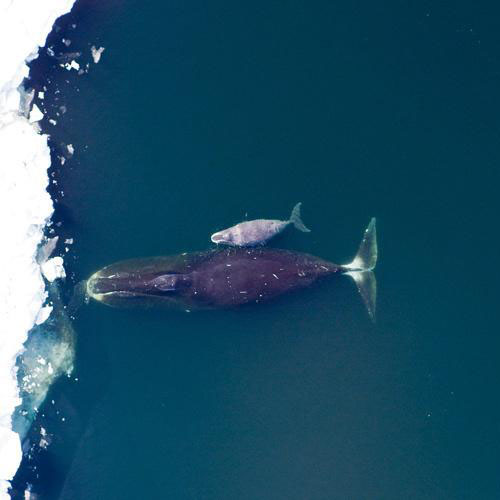 Bowhead Whale