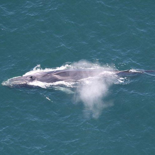 Fin Whale