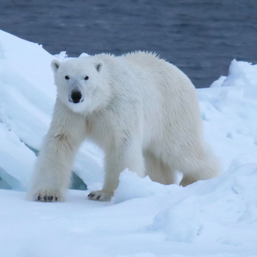 Polar Bear