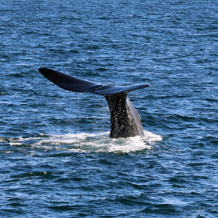 Sperm Whale