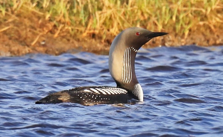 Pacific Loon - Alaska Department of Fish and Game - Alaska Department of Fish and Game (ADFG)