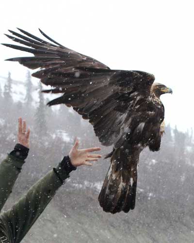 Golden Eagle Abundance in Alaska