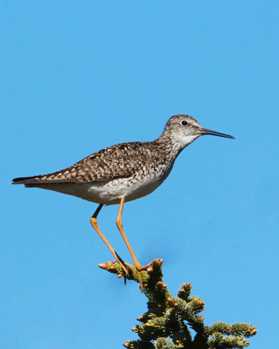 Lesser Yellowlegs Migration and Demography