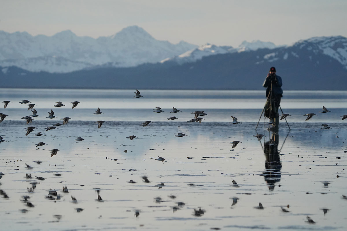 Photo by Blake Richard - Alaska Department of Fish and Game (ADFG)