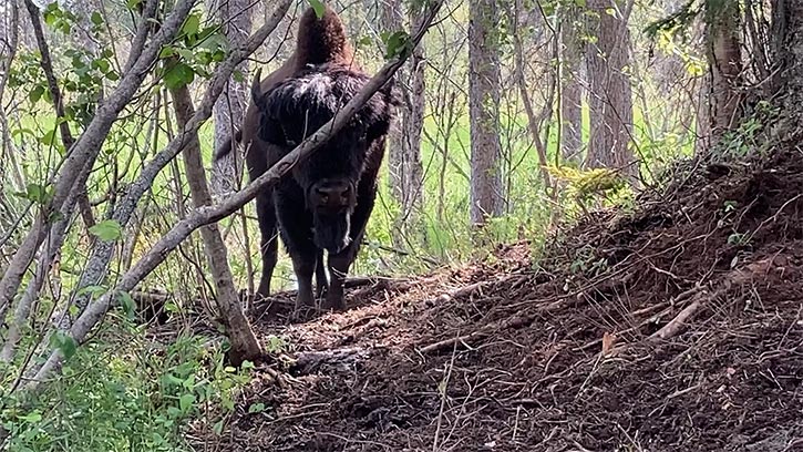 Wood bison in forest