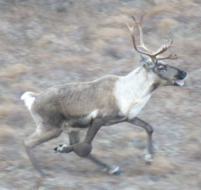 Swollen caribou “knee” joint due to brucellosis. - Alaska Department of Fish and Game (ADFG)