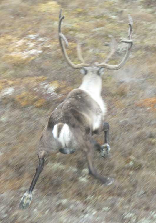 Swollen caribou scrotum due to brucellosis. - Alaska Department of Fish and Game (ADFG)