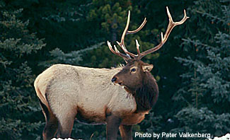 Photo of an elk