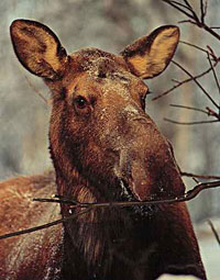 Photo of a moose