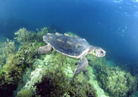 Photo of a Loggerhead Sea Turtle