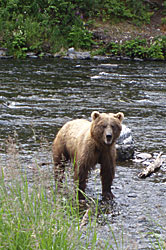 Brown Bear in river