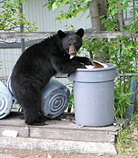 black bear going through garbage can