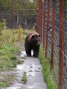 bear next to electric fence - Alaska Department of Fish and Game (ADFG)