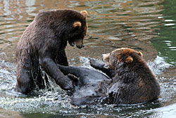 two bears in water