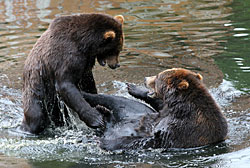 Killer Bears and Lemming Suicide:, Alaska Department of Fish and Game