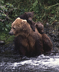 brown bear and two cubs